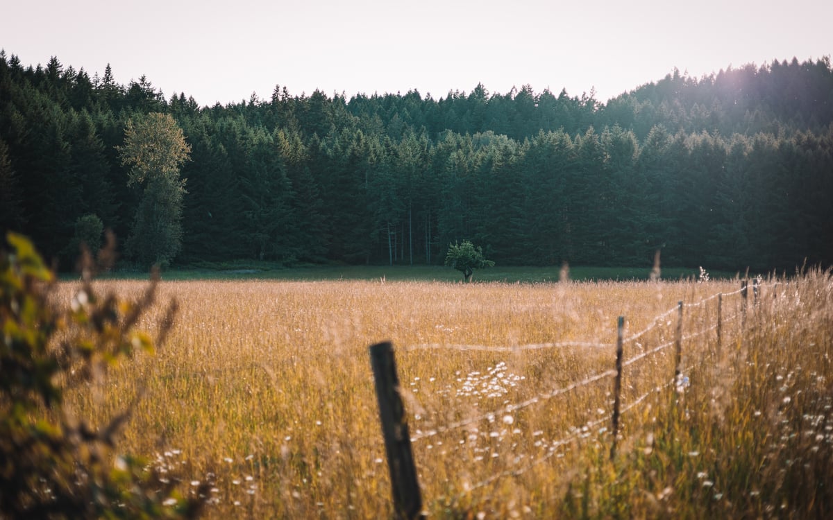 Golden meadow beside a wire fence, with a wooded hillside in the distance.
